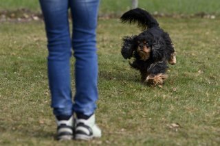 Un cours d'éducation canine